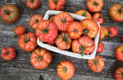 Tomato Seeds - Indeterminate - Marianna's Peace - Alliance of Native Seedkeepers
