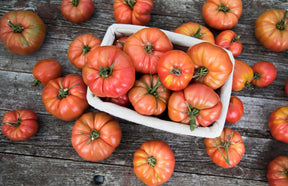 Tomato Seeds - Indeterminate - Marianna's Peace - Alliance of Native Seedkeepers