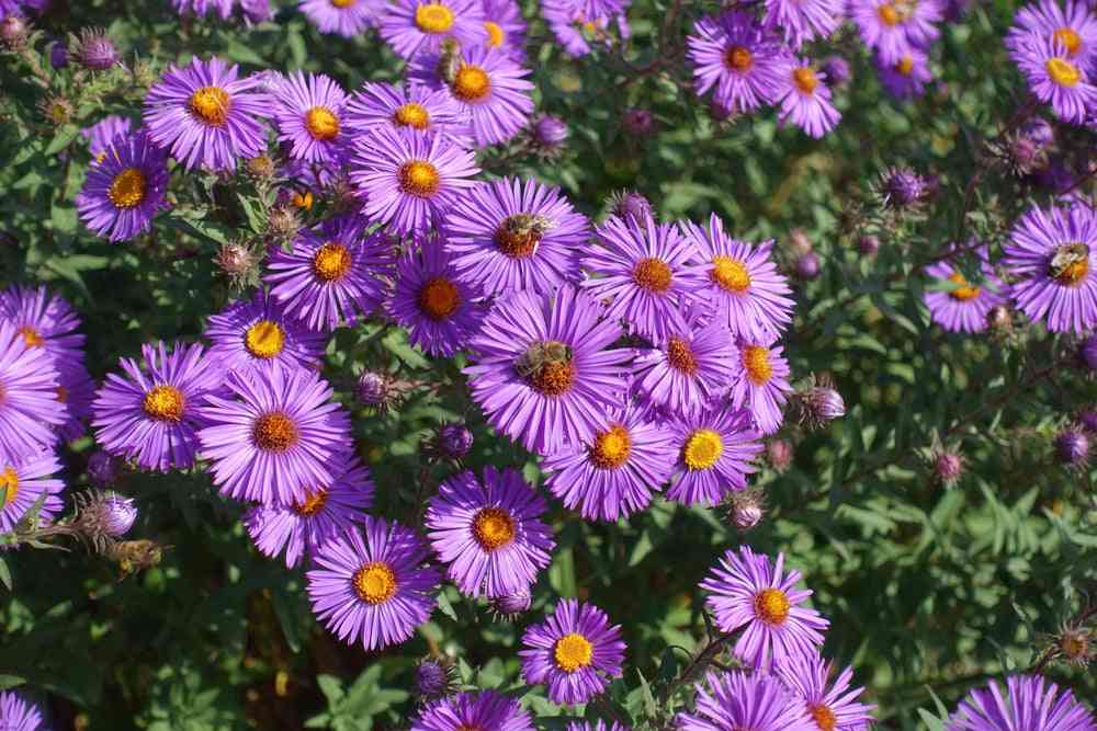Flower Seeds - Wildflower - Eastern Pollinator Mix