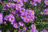 Flower Seeds - Wildflower - Eastern Pollinator Mix