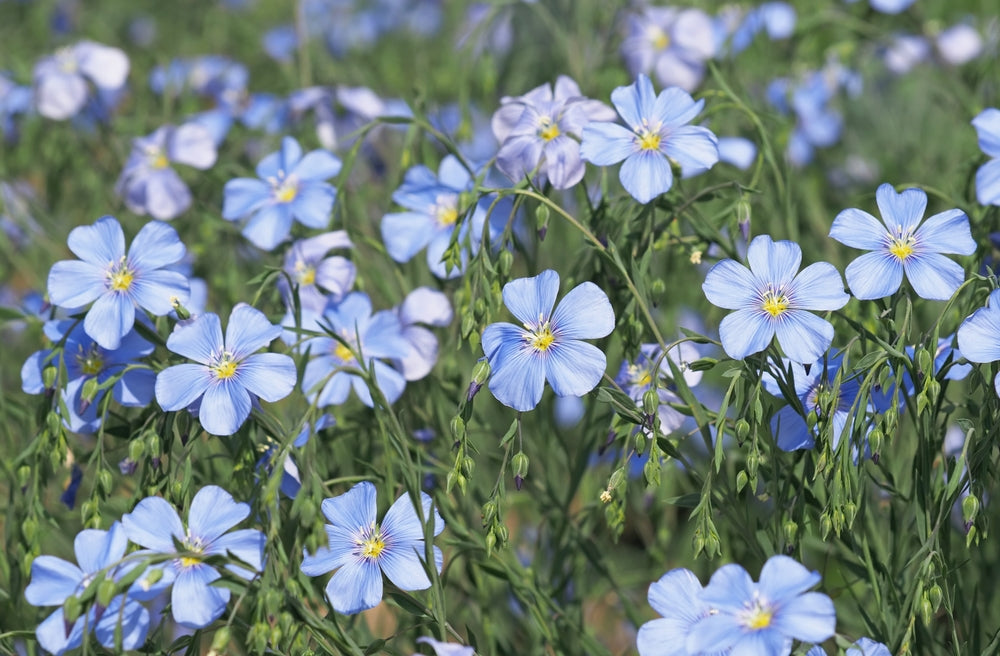 Flower Seeds - Wildflower - Western Pollinator Mix