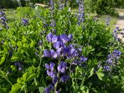 Indigo Seeds - Wild Blue Indigo