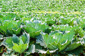 Collard Seeds - Heading - Carolina Cabbage Collard growing in a lush green field, showcasing dense leafy heads ideal for home gardening and cooking.