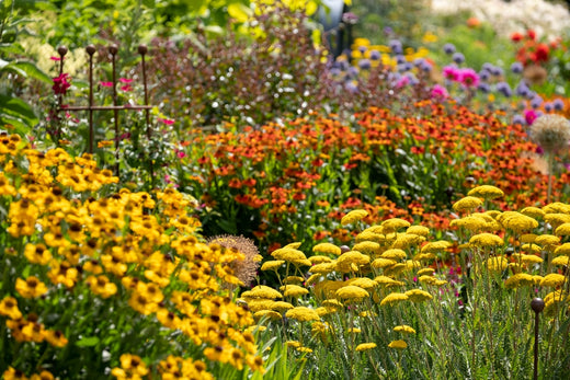 Blooms for Beds, Borders, and Pollinators