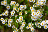 Flower Seeds - Wildflower - Western Pollinator Mix