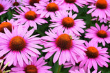 Flower Seeds - Wildflower - Eastern Pollinator Mix