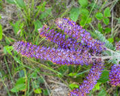Amorpha canescens Seeds - Leadplant