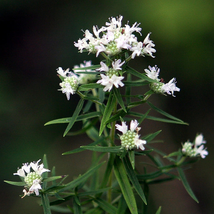 Mountain Mint Seeds