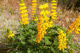Flower Seeds - Wildflower - Western Pollinator Mix