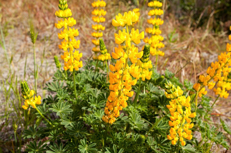 Flower Seeds - Wildflower - Western Pollinator Mix