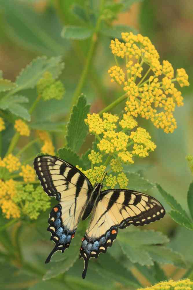 Flower Seeds - Wildflower - Eastern Pollinator Mix