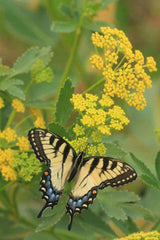 Flower Seeds - Wildflower - Eastern Pollinator Mix