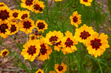 Flower Seeds - Wildflower - Western Pollinator Mix