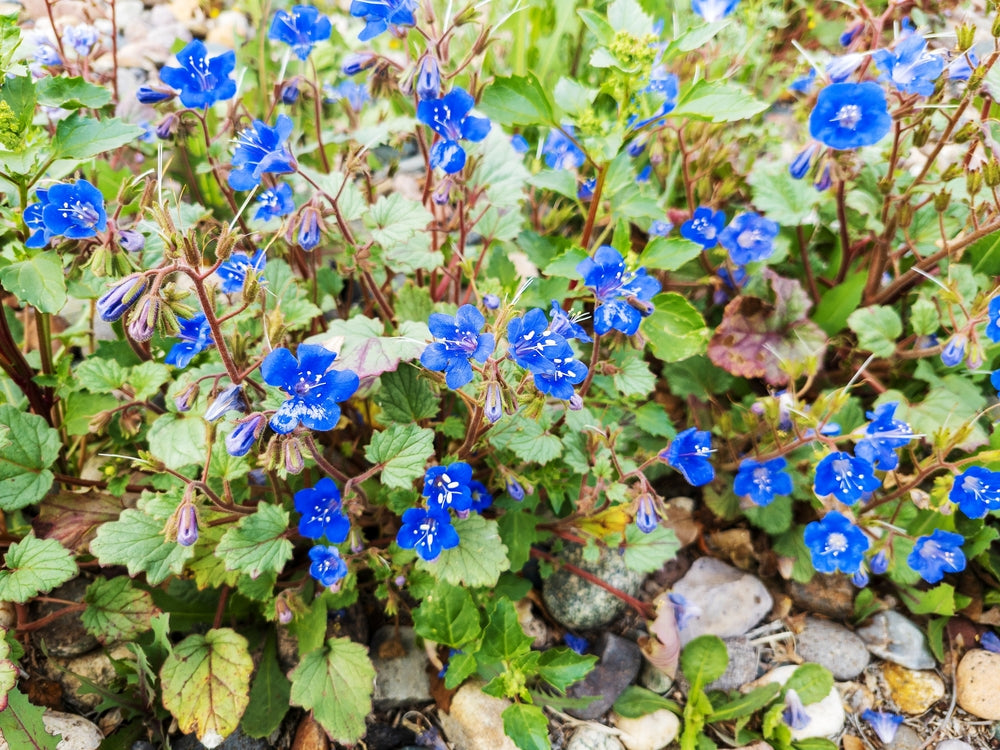 Flower Seeds - Wildflower - Western Pollinator Mix