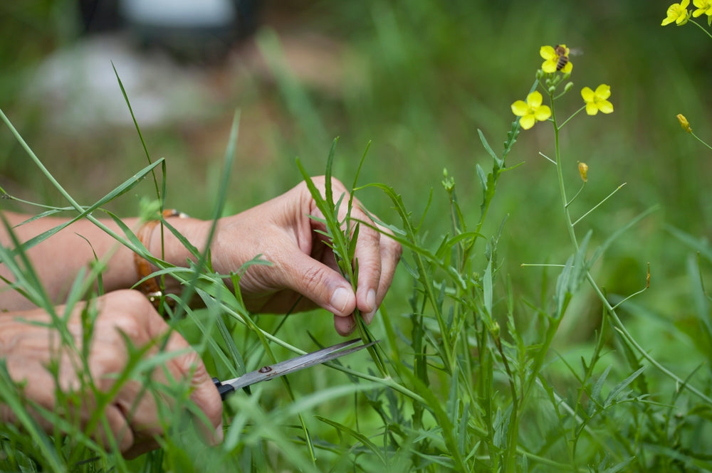 Arugula Seeds - Wild Arugula
