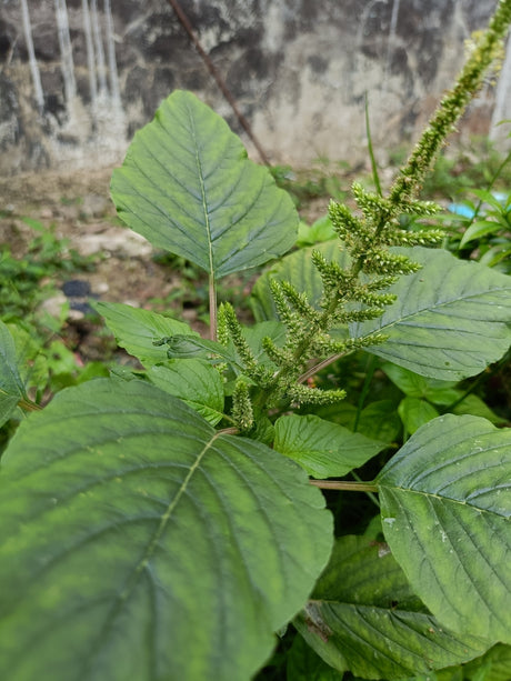 Amaranth Seeds - Green Leaf ("Lu Hsien")