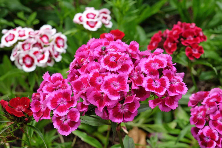 Double Mixture Sweet William Seeds