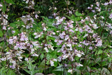 Flower Seeds - Wildflower - Eastern Pollinator Mix