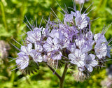 Flower Seeds - Wildflower - Western Pollinator Mix