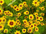 Flower Seeds - Wildflower - Eastern Pollinator Mix