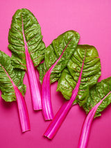 Chard Seeds - Swiss - Pink Lipstick - Alliance of Native Seedkeepers