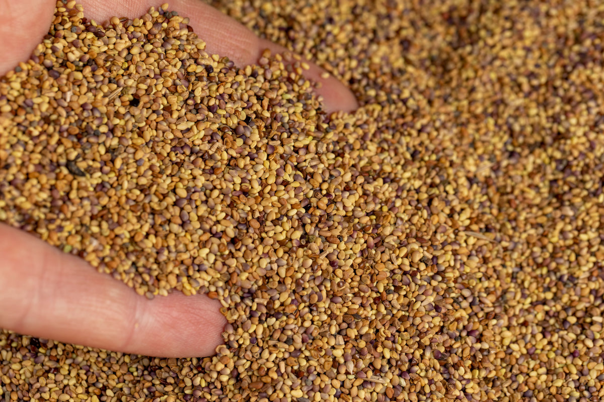 Clover Trio Cover Crop Mix Seeds