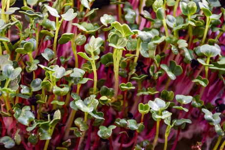 Radish Seeds - Red Arrow