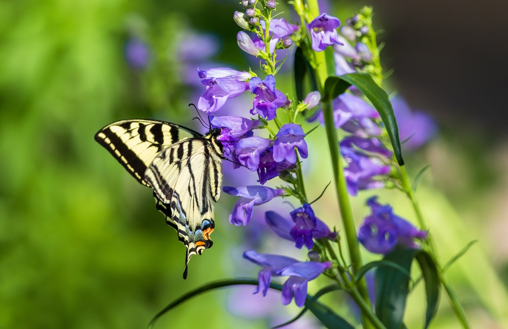 Flower Seeds - Wildflower - Western Pollinator Mix