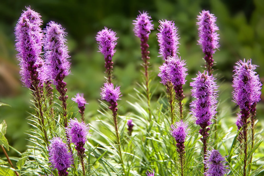 Beautiful Gayfeather seeds blooming in a vibrant garden, perfect for planting and colorful floral displays