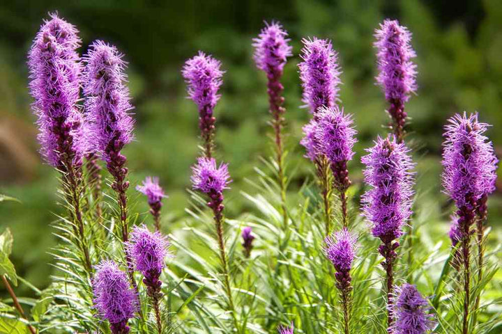 Spiked Blazing Star Gayfeather Seeds
