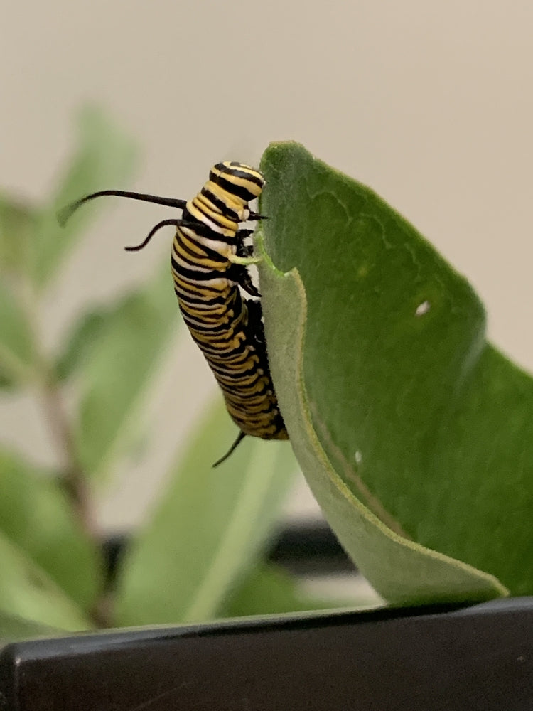Monarch caterpillar feeding along the edge of a green milkweed leaf