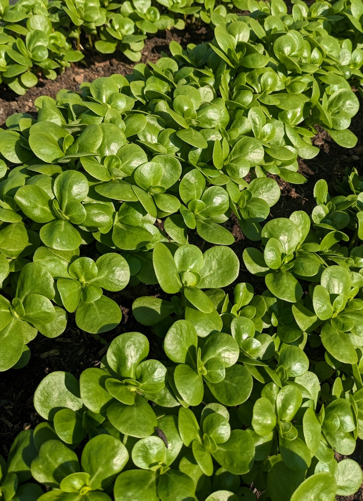 Purslane Seeds- Golden Purslane
