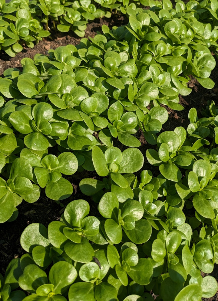 Golden Purslane