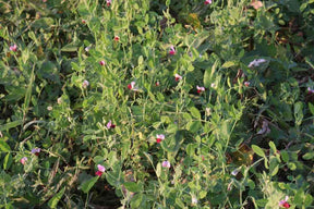 Pea Seeds - Winter - Austrian Winter Field Pea - Alliance of Native Seedkeepers