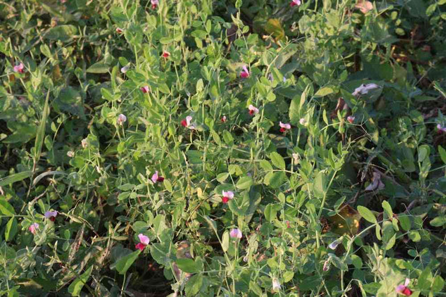 Pea Seeds - Winter - Austrian Winter Field Pea - Alliance of Native Seedkeepers