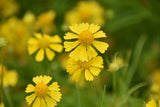 Flower Seeds - Wildflower - Western Pollinator Mix