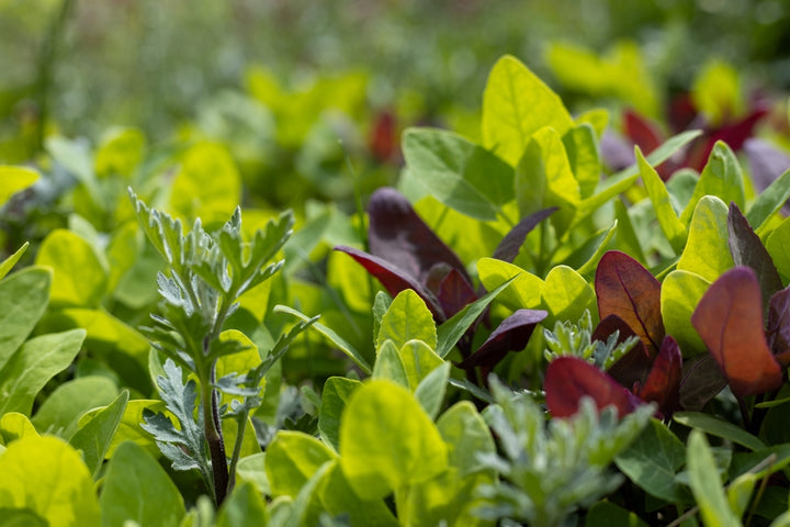 Mesclun Mix Red & Green Lettuce Seeds