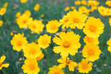 Flower Seeds - Wildflower - Eastern Pollinator Mix