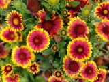 Flower Seeds - Wildflower - Eastern Pollinator Mix