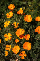 Flower Seeds - Wildflower - Western Pollinator Mix
