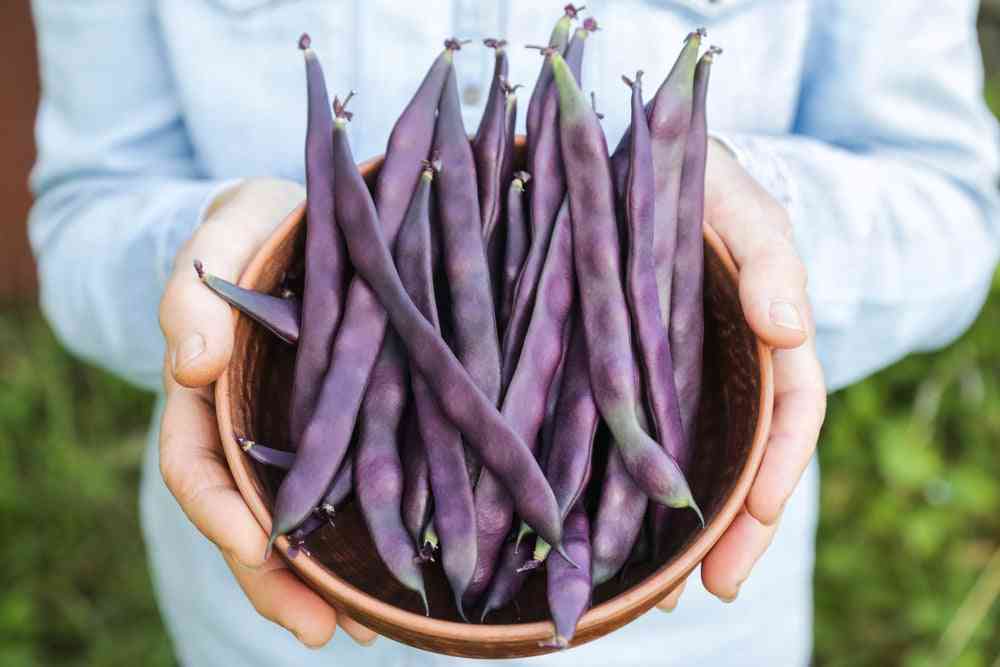 Bean Seeds - Bush - Red Swan - Alliance of Native Seedkeepers
