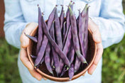 Bean Seeds - Bush - Red Swan - Alliance of Native Seedkeepers