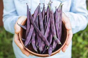 Bean Seeds - Bush - Red Swan - Alliance of Native Seedkeepers
