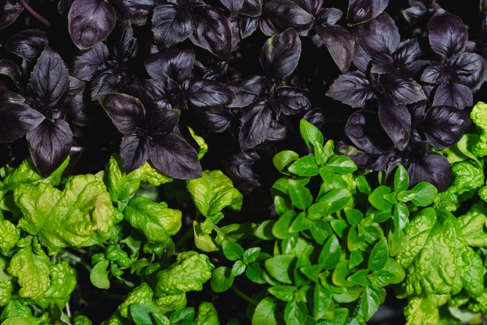Basil Seeds - Ornamental Mix