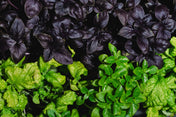 Basil Seeds - Ornamental Mix