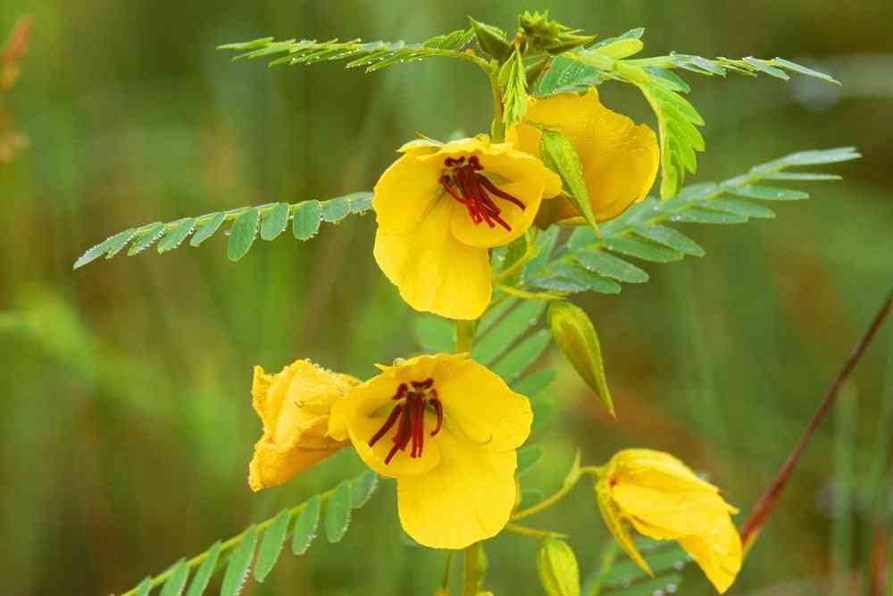 Flower Seeds - Wildflower - Eastern Pollinator Mix