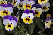 Viola Seeds - Johnny Jump Up - Helen Mount