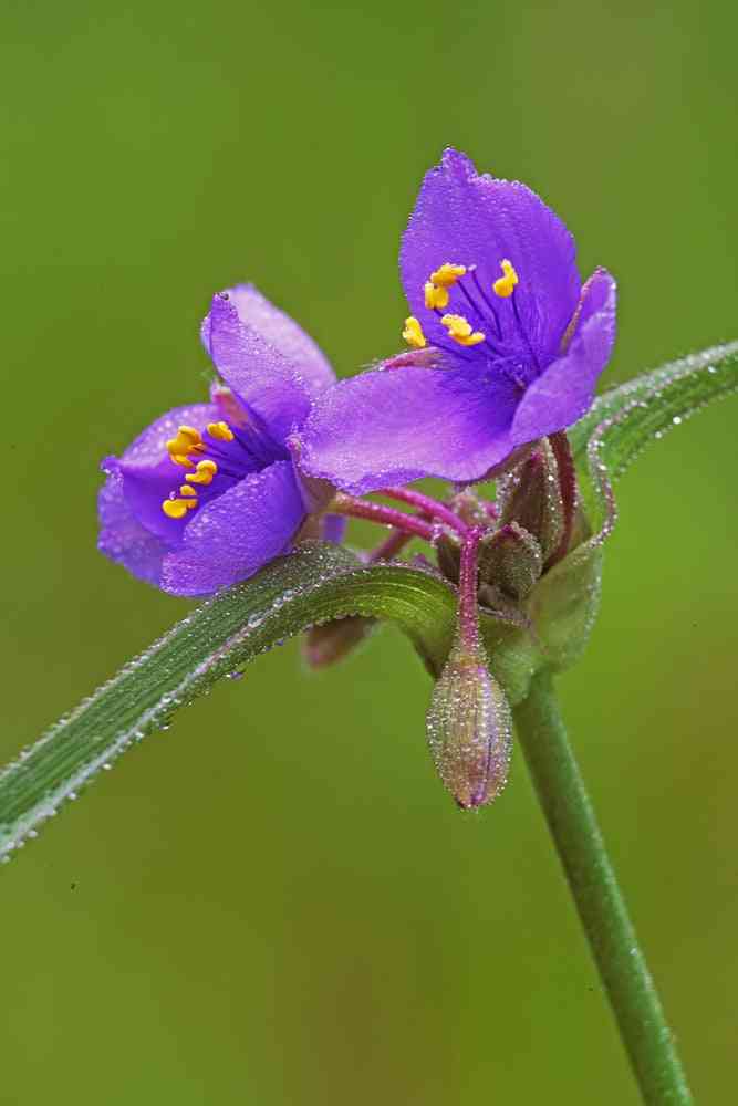 Flower Seeds - Wildflower - Eastern Pollinator Mix