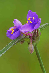 Flower Seeds - Wildflower - Eastern Pollinator Mix