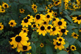 Flower Seeds - Wildflower - Eastern Pollinator Mix